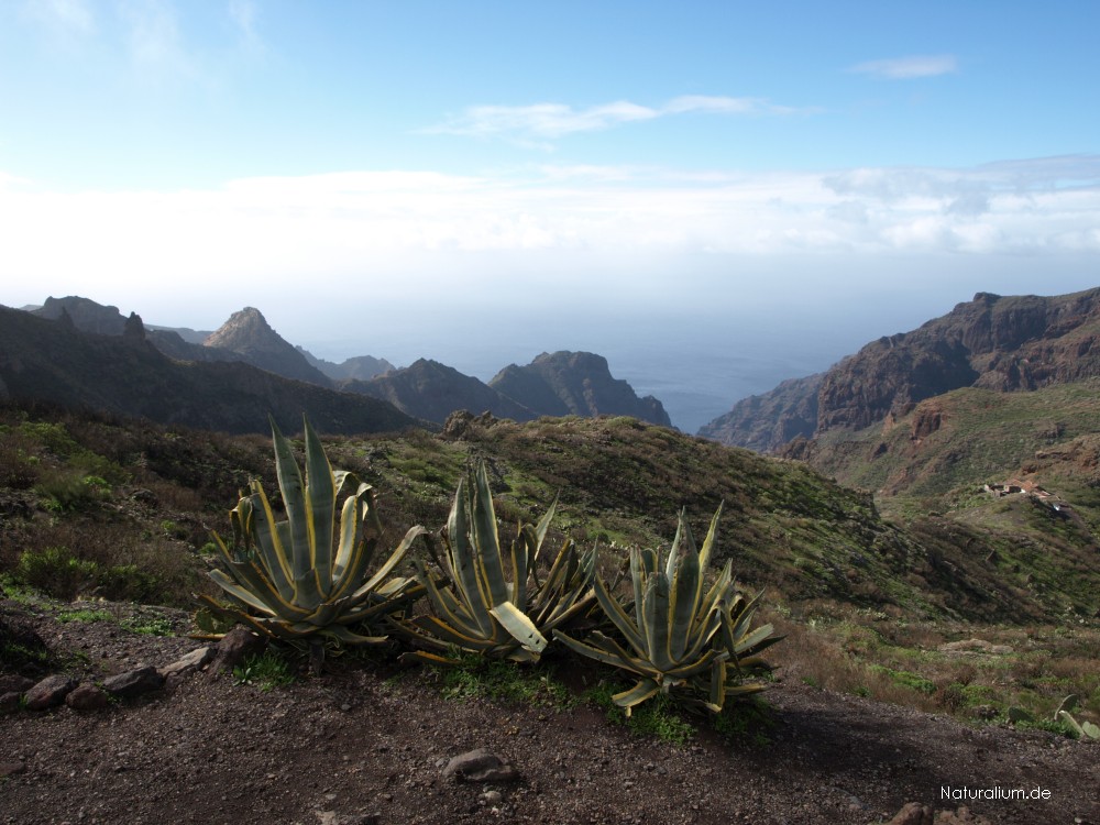 Teneriffa